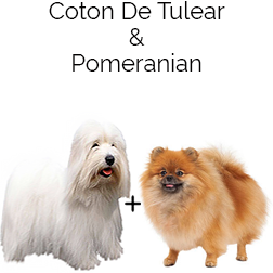 Pom-Coton Dog